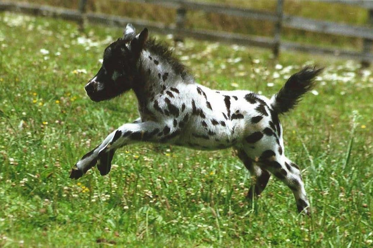 Coloured Falabella Foals